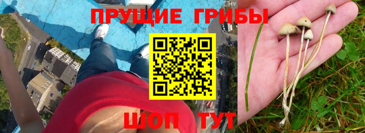 Фролово  Псилоцибиновые грибы GOLDEN TEACHER  Вход с VPN  Псилоцибиновые грибы мухоморы 